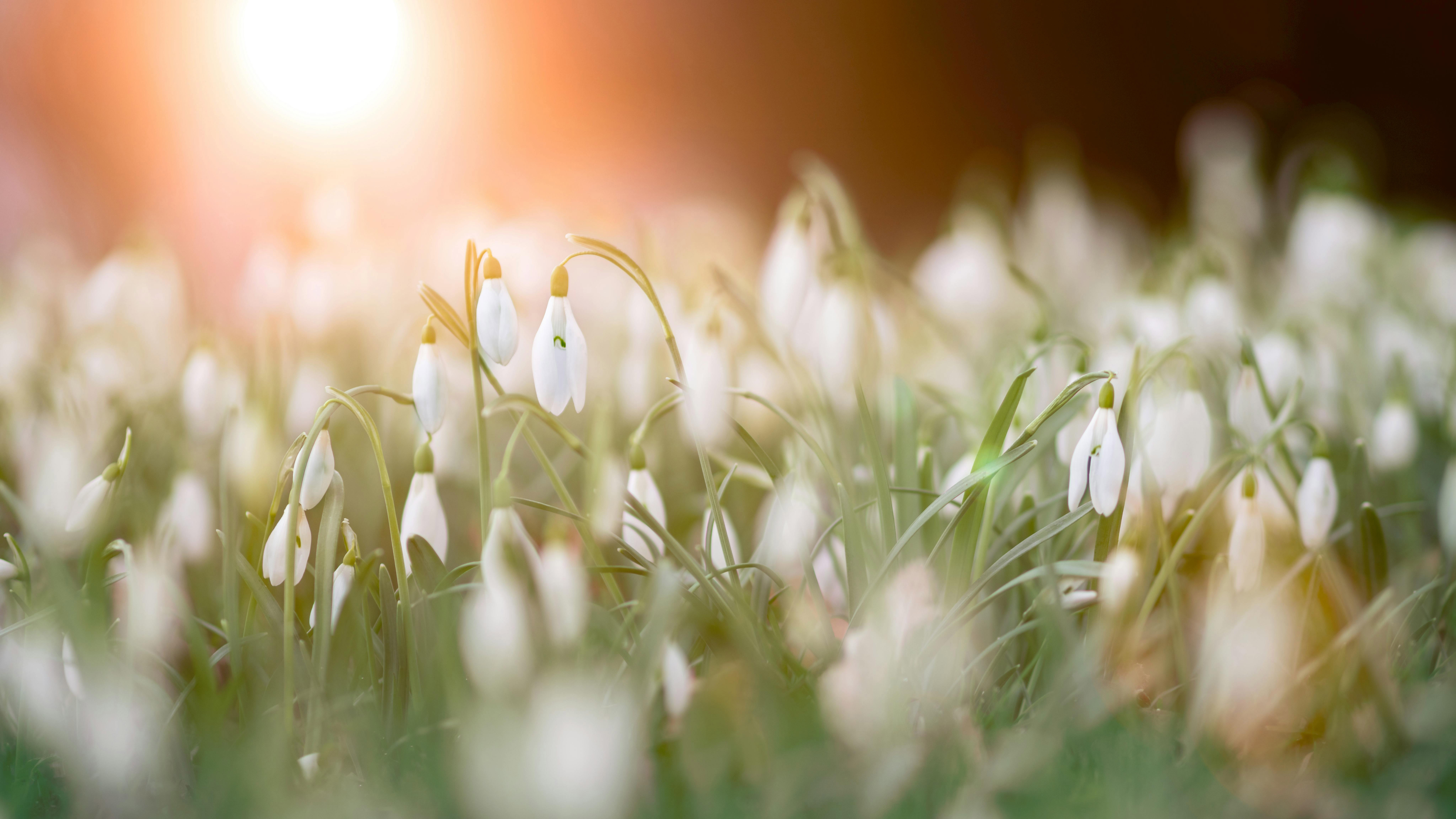 white flowers