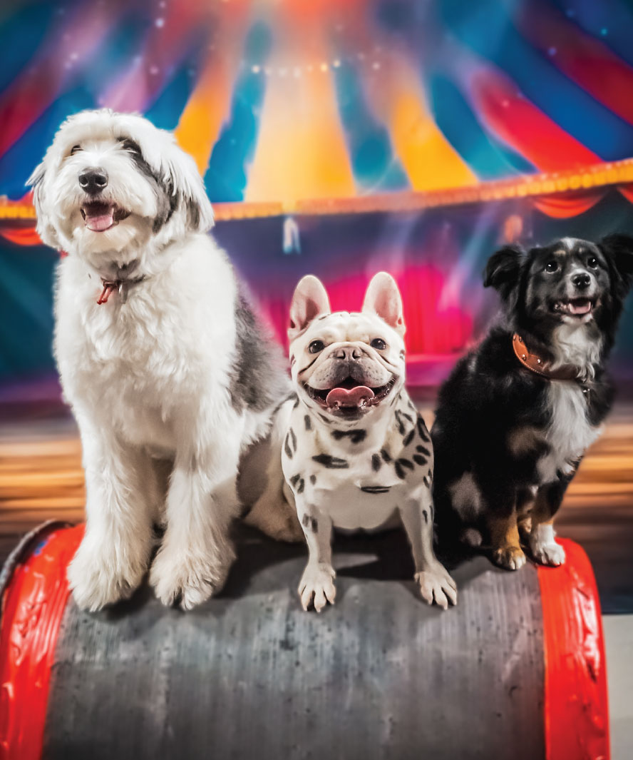 canineCircus_spotlight